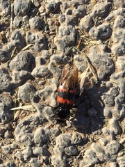 Nicrophorus marginatus
