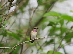 Chaetocercus berlepschi