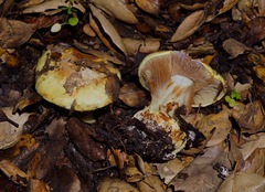 Cortinarius adonis