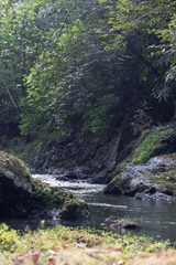 Marathrum