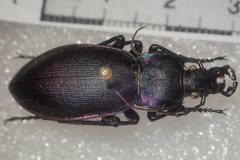 Carabus violaceus picenus