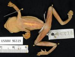 White-Fronted Treefrog photo 2