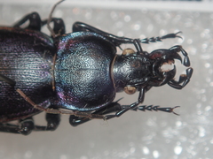 Carabus violaceus picenus