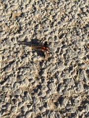Nicrophorus marginatus