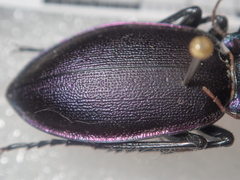 Carabus violaceus picenus