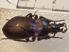 Carabus violaceus picenus