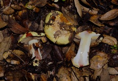 Cortinarius adonis
