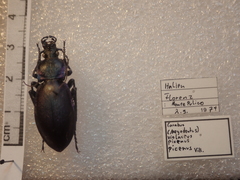 Carabus violaceus picenus