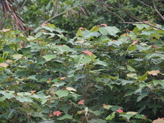 Mallotus paniculatus formosanus