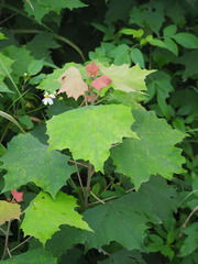 Mallotus paniculatus formosanus