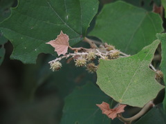 Mallotus paniculatus formosanus