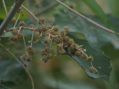 Mallotus paniculatus formosanus