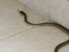 Mastigodryas pulchriceps