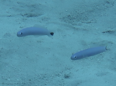 Ptereleotris heteroptera