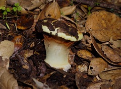 Cortinarius adonis