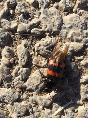 Nicrophorus marginatus