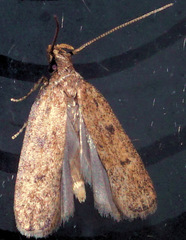 Glyphidocera juniperella