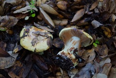 Cortinarius adonis