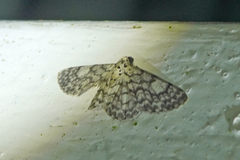 Hymenomima camerata