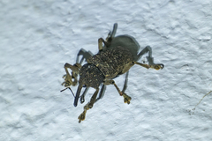 Homalinotus dorsalis image