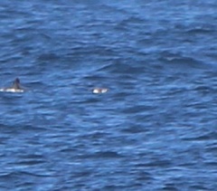 Synthliboramphus antiquus