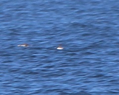 Synthliboramphus antiquus