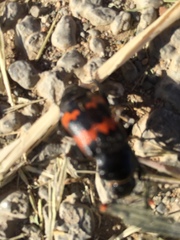 Nicrophorus marginatus
