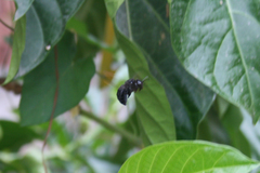 Neoxylocopa