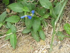 Commelina communis