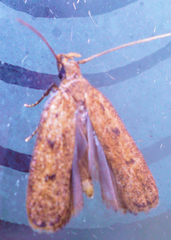 Glyphidocera juniperella