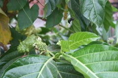 Neoxylocopa
