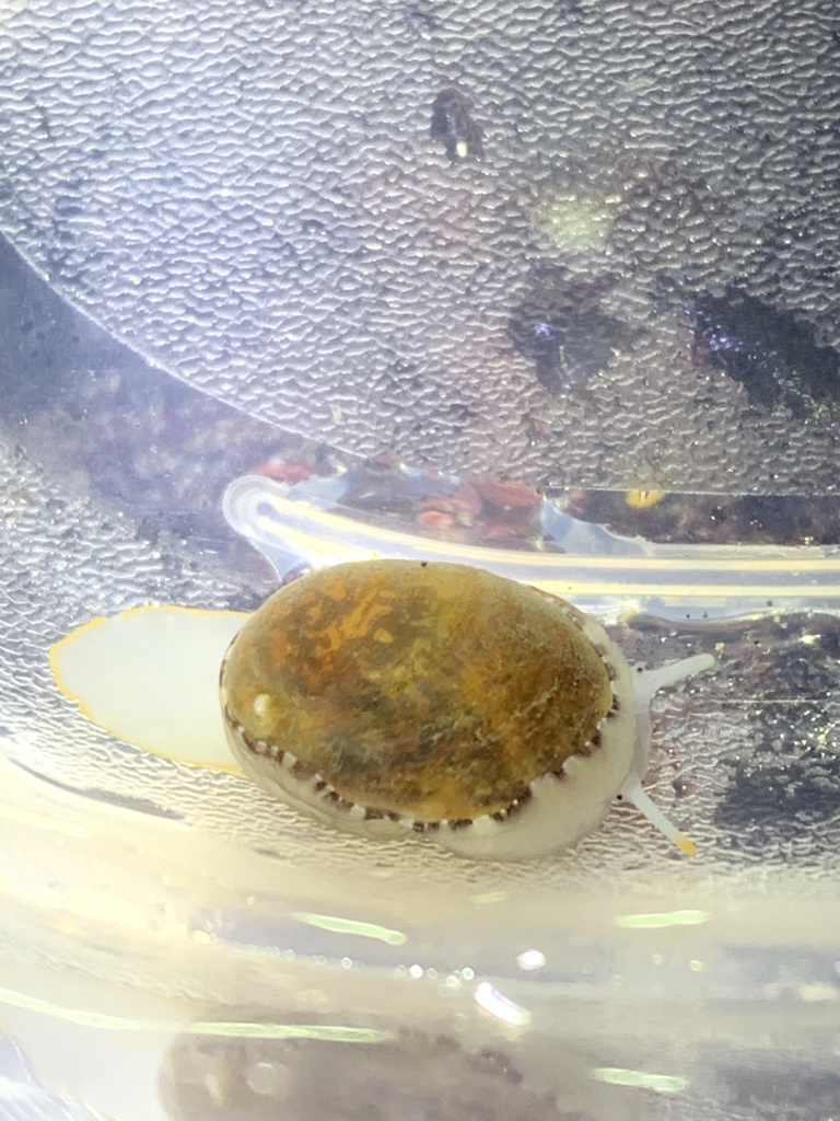 Limneria prolongata