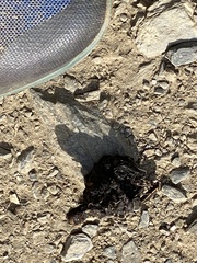 Spilogale gracilis