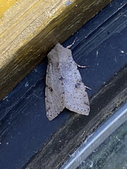 Orthosia behrensiana