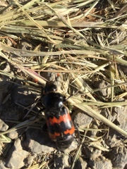 Nicrophorus marginatus