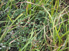 Pyracantha fortuneana