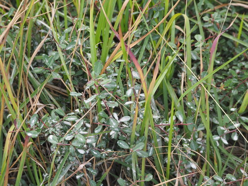 Image of Espino De Fuego De Nepal (Pyracantha crenulata) by no rights reserved