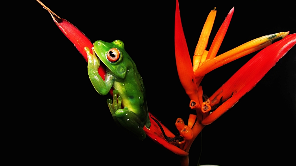 Cruz's Treefrog