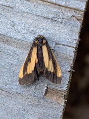 Phenacomorpha bisecta