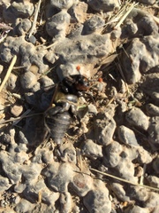 Nicrophorus marginatus