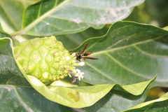 Polistes
