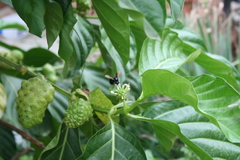 Neoxylocopa