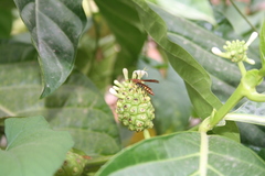Polistes