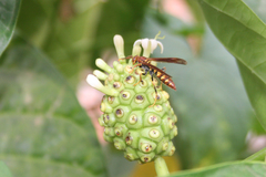 Polistes