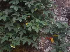 Solanum appendiculatum