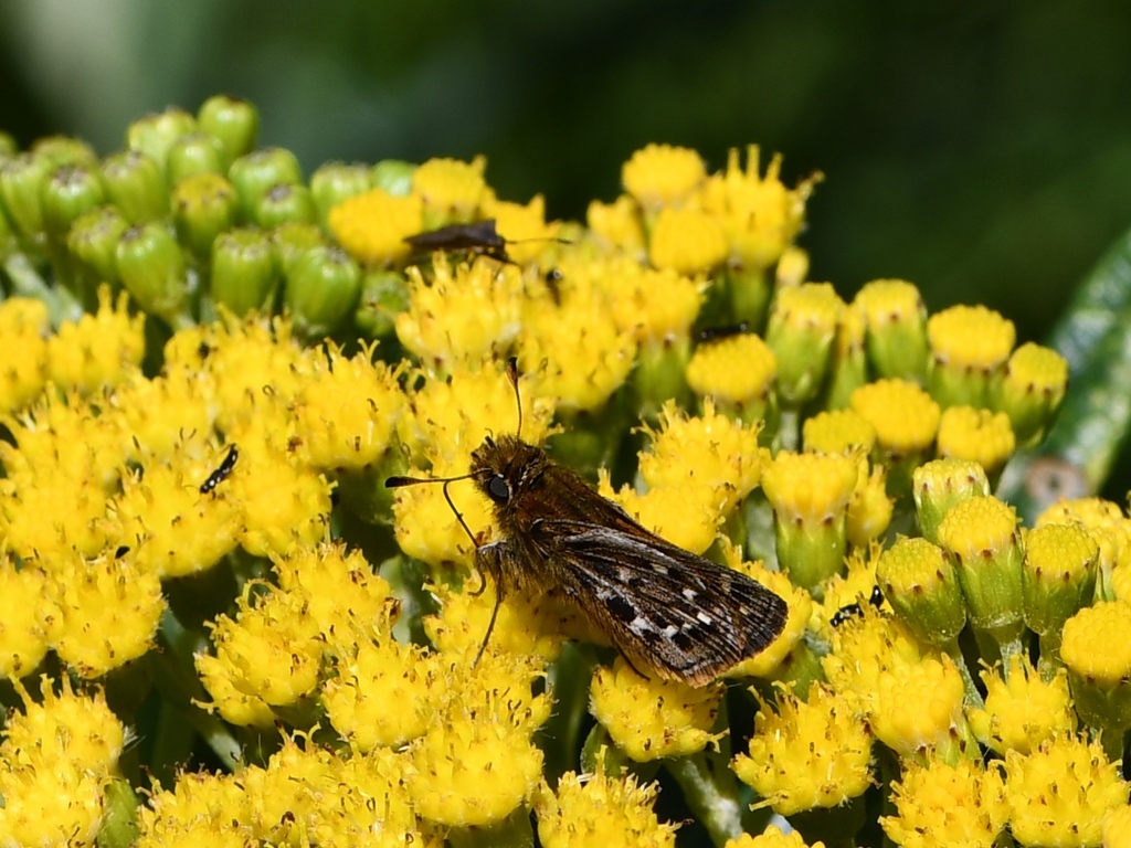 Adrienne's Skipper