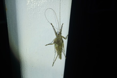 Acanthodis curvidens