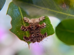 Phobetron hipparchia