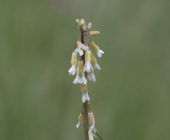 Boechera holboellii