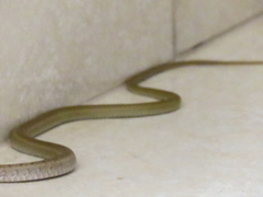 Mastigodryas pulchriceps